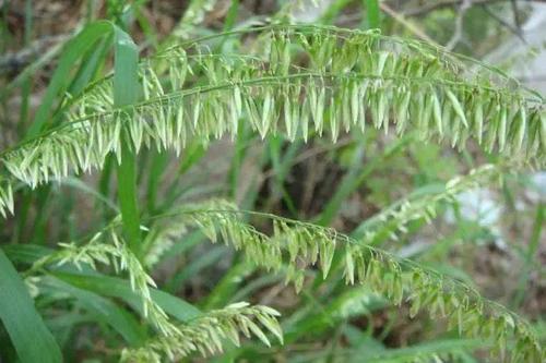 分不清禾本科杂草?常见禾本科杂草图谱