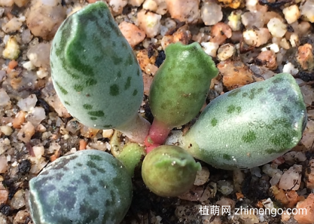 海豹水泡多肉植物图片