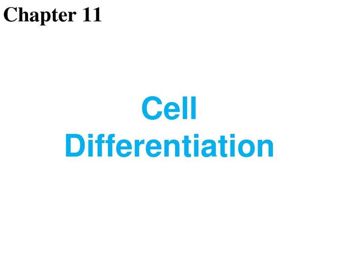 chapter 11 cell differentiation