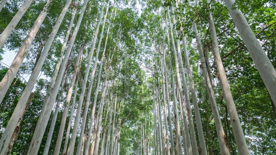 林荫小路阳光桉树林_3840x2160_高清视频素材下载(:)