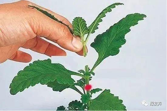 给盆栽植物摘心怎么操作?花卉的正确摘心技巧图解