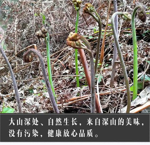 现摘野生蕨菜新鲜当季湖南野菜山蕨甜蕨苔现采龙爪菜一件代发5斤