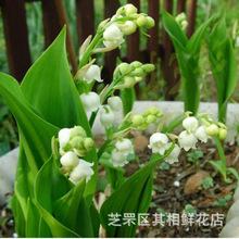 宠物及园艺 花卉 球根花卉 铃兰根           