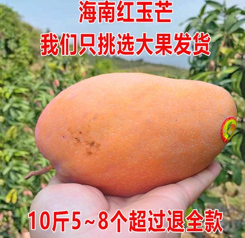 芒果净果10斤海南特大三亚红玉玉文红芒澳芒芒果