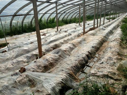 要种草莓,夏季6,7月份就要准备了,大棚果要用地膜覆盖,高温消杀两个月