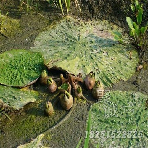 水生花卉 芡实 池塘鱼塘绿化工程专用水生植物 全国可