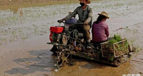 朝鲜农民如何插秧?男女搭配干活不累
