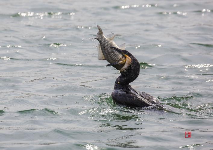 鸬鹚捕鱼