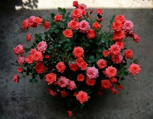 【虞城园艺】微型月季 草裙舞女 超多花小花玫瑰盆栽