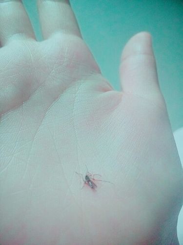 蚊子血.下次拍个朱砂痣