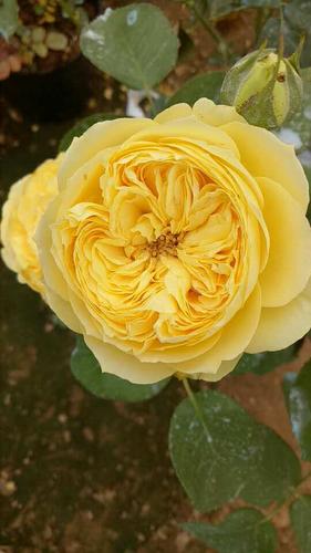 新品日月 卡特琳娜 凯特琳娜大花黄色月季扦插苗阳台庭院盆栽_7折现价