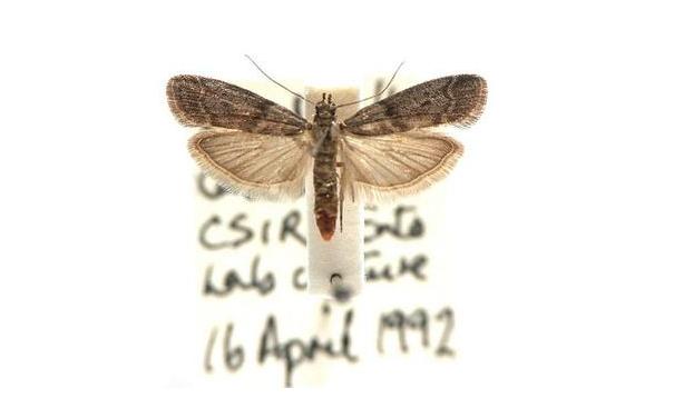 烟草粉螟的危害及防治方法