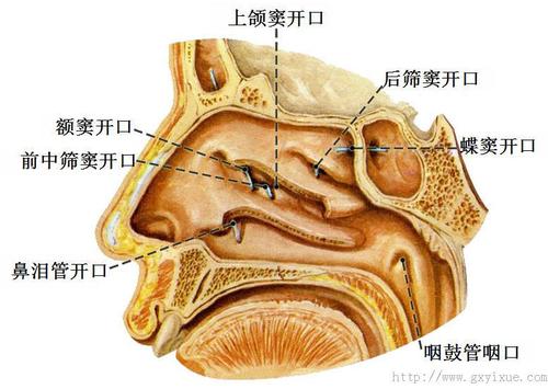 筛窦:位于筛骨迷路内,分前,中,后三群 .前群和中群开