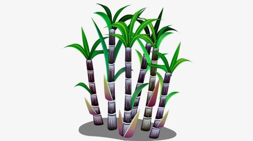 甘蔗的图片卡通