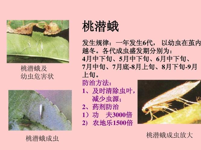 牧渔 农学 桃树病虫害防治技术ppt  桃树专业的病虫害学习资料 桃潜蛾