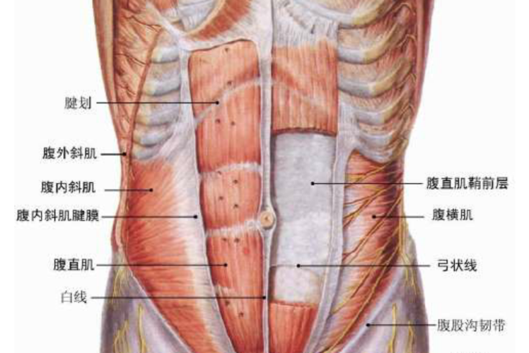 展开全部 腹肌分类 前外侧群 前外侧群形成腹腔的前外侧壁,包括副直