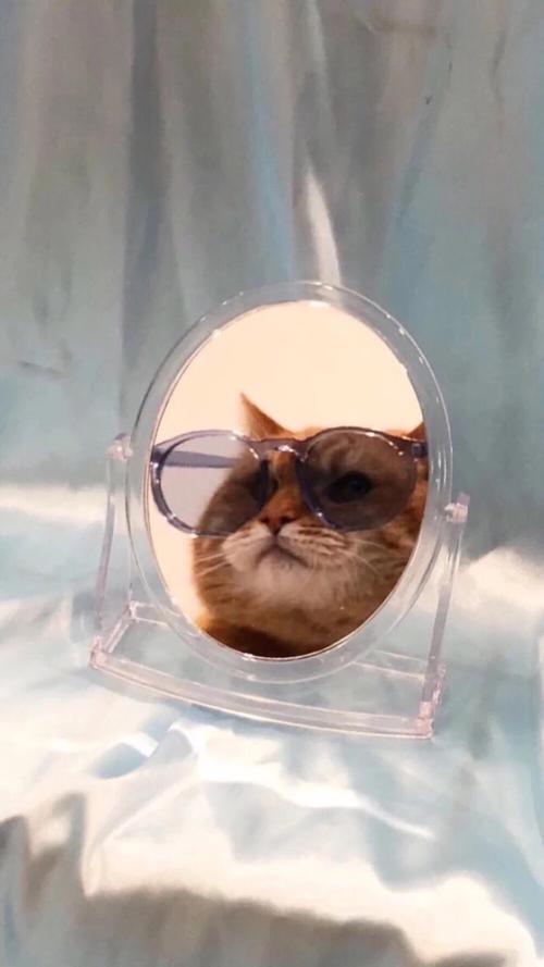 猫咪- 堆糖,美图壁纸兴趣社区