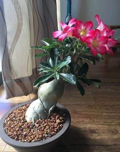 沙漠玫瑰什么时候修剪?剪后这两点要注意!