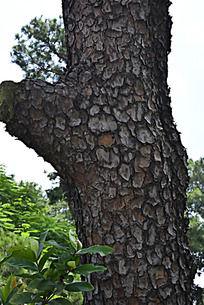 树杈上的松树树干