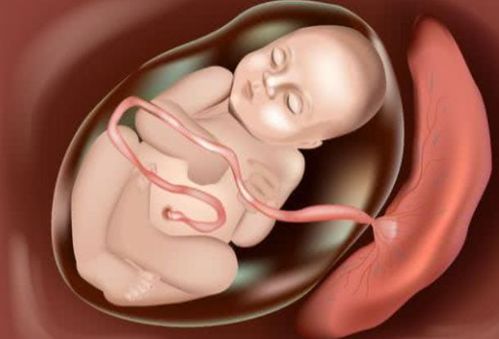 胎儿多大时有模有样小家伙变好看的过程有趣又神奇