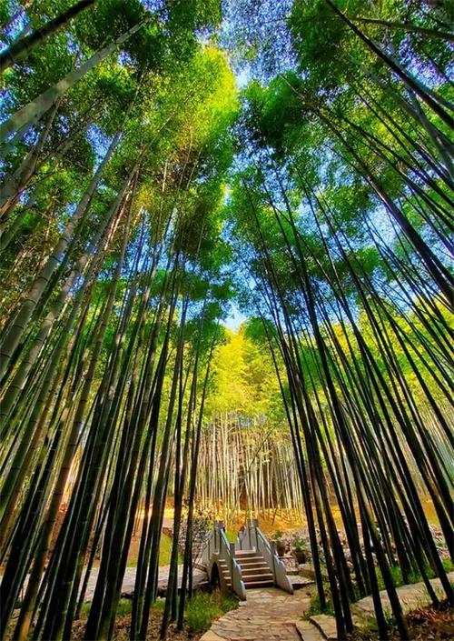 南京江宁石塘竹海冬日里的别样风情