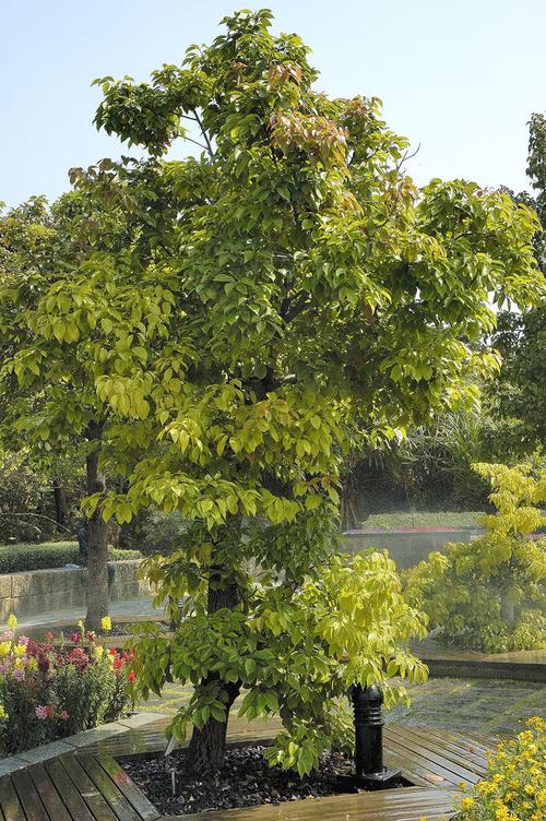 牛樟是台湾特有的樟科,樟属的一种乔木.