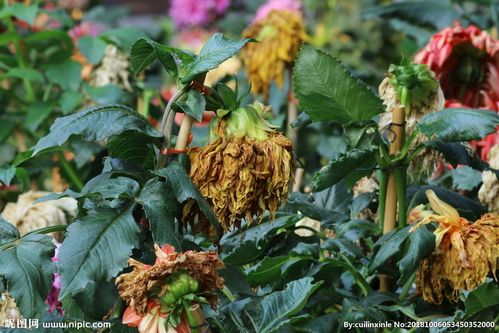 枯萎大丽花图片