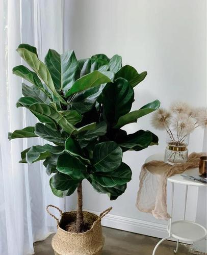 虹越绿植 大叶琴叶榕/仙女琴叶榕植物盆栽苗 桌面家居.$46