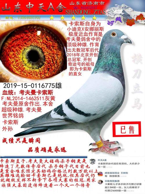 考夫曼直子775已售_中天a舍-中信网爱鸽商城