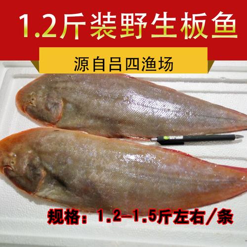 吕四野生方板鱼龙利肉踏鞋底比目鱼1.2斤多退少补其它