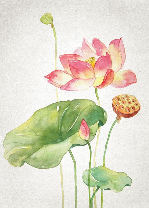 高清荷花水彩画欣赏