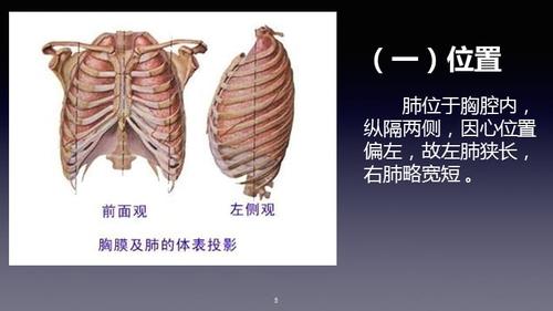 优质医学胸腔肺部为主解剖位置ppt