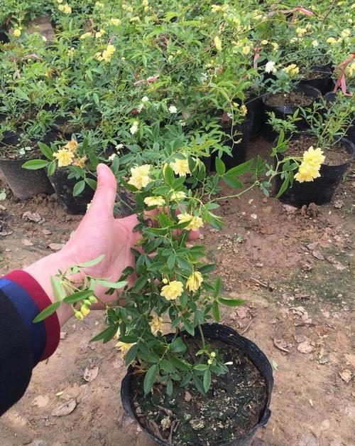 庭院流淌的花海木香花的栽培注意事项好看又好养