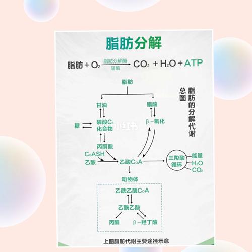 脂肪分解代谢的条件与结果_代谢_有氧运动_减肥_氧化