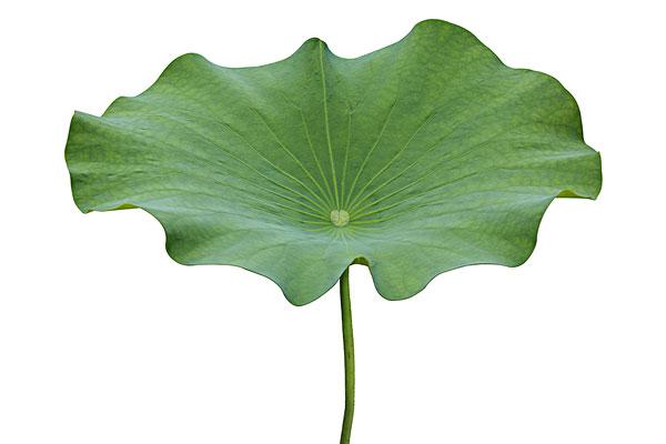 荷叶图片_荷叶图片大全_荷叶图片素材