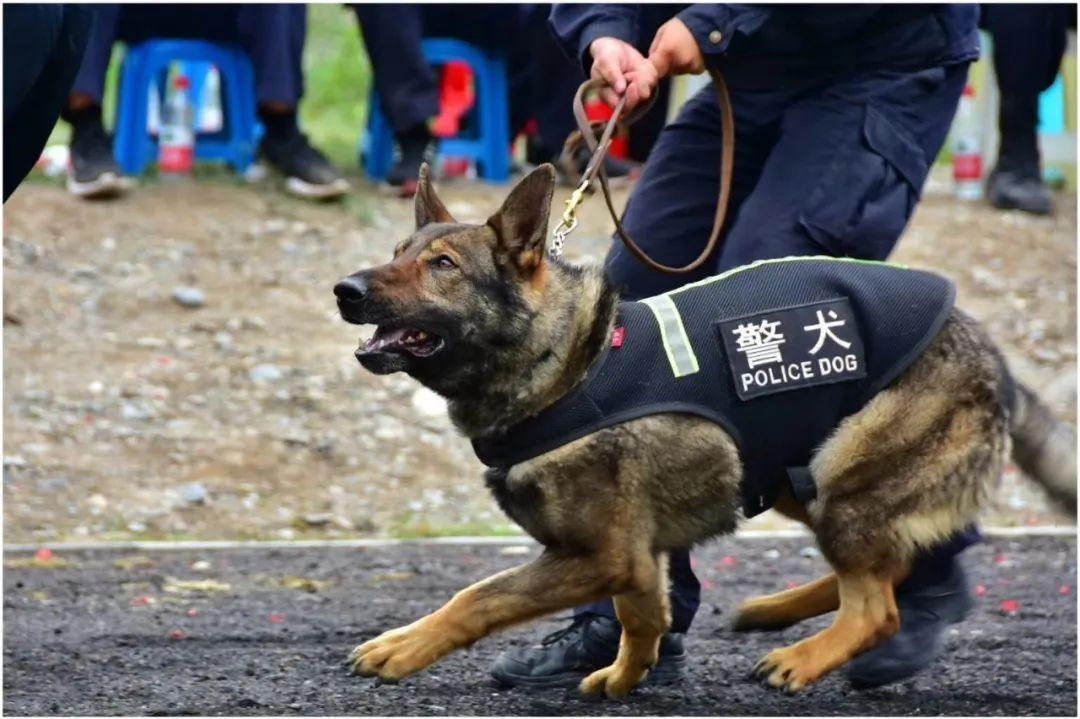 甘南州警犬考核工作在迭部县公安局警犬训练基地举行