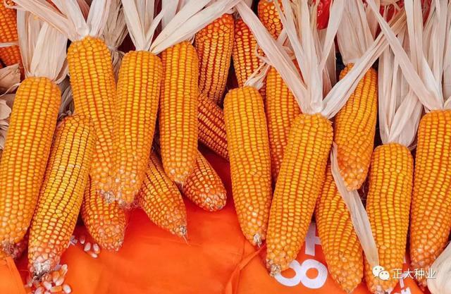 盛谷6号:西南山区的"高原明珠"|玉米_网易订阅