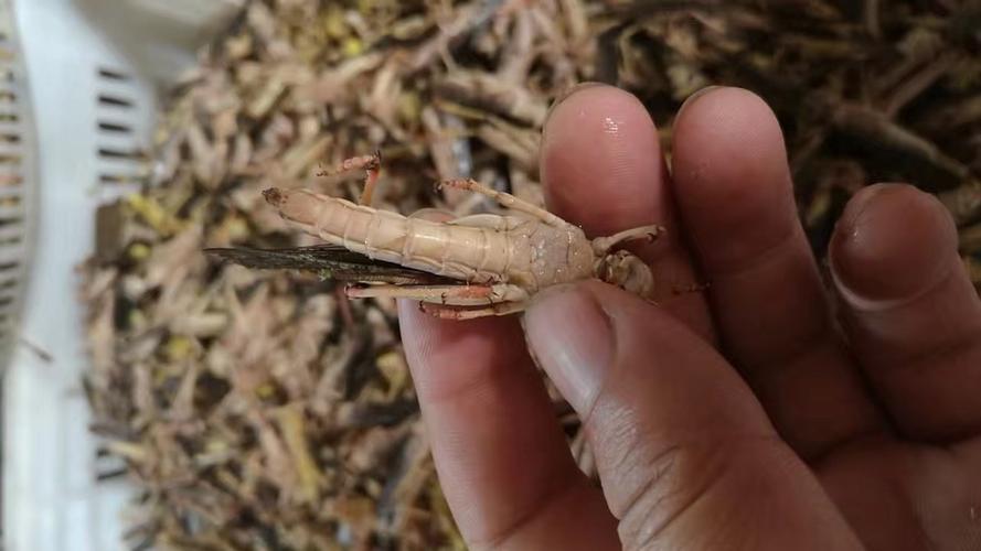 养殖合作社直销山东土蚂蚱带籽母体蚂蚱冷冻活蚂蚱批发一件代发