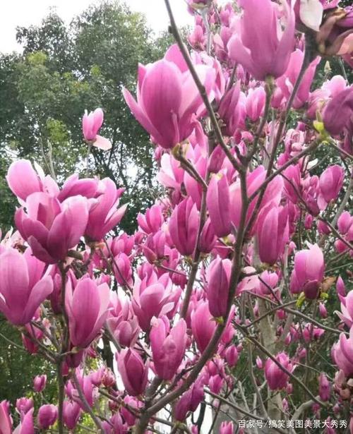 春暖花开鲜花绽放,美丽的春天在向我们招手