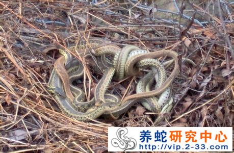 雌蛇繁殖季节,由皮肤和尾基部腺体分泌产生一种特有的强烈气味,雄蛇