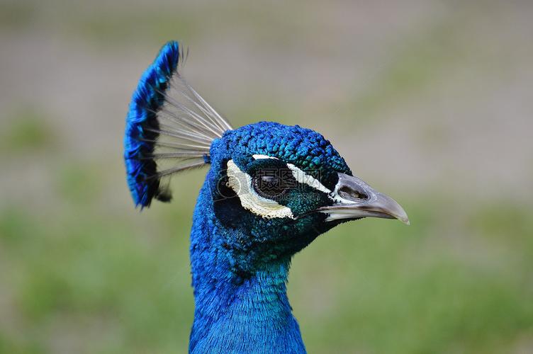 漂亮的孔雀摄影图片照片免费下载,正版图片编号1177050,搜索图片就来
