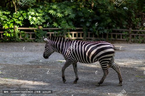 动物园的斑马