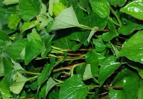 农村常见的一种草,在养猪上竟有这么多的妙用!