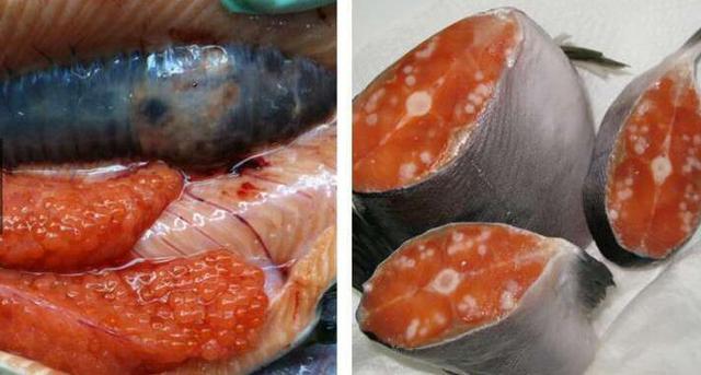科学家把太平洋中受核辐射的鱼解剖了, 看着就怀疑人生