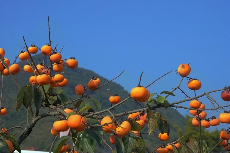 柿柿顺心