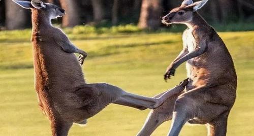 美国红酒出口中国翻了3倍,澳大利亚农民袋鼠生计遇到麻烦