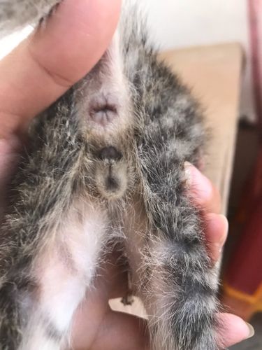 家里的猫生了三只小猫怎么分辨公母?俩狸花,一橘猫