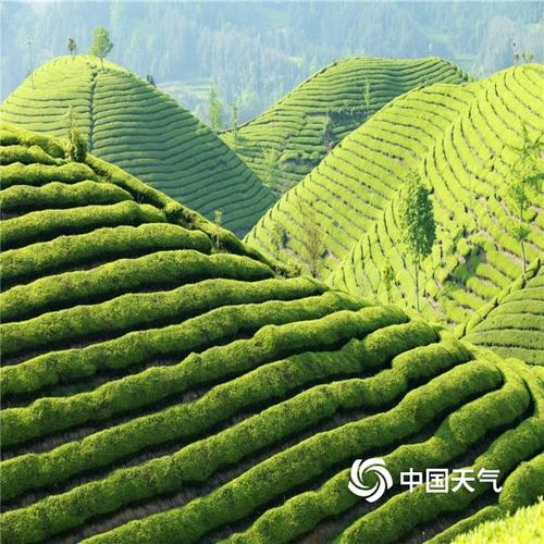 中国天气网讯 湖北鹤峰的走马镇木耳山茶园基地海拔1000米左右,气候