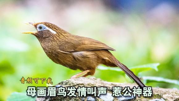 引来公画眉鸟大叫!