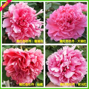 桃红色牡丹仙桃珊瑚台正宗阳台庭院绿植网红植物红胡红状元
